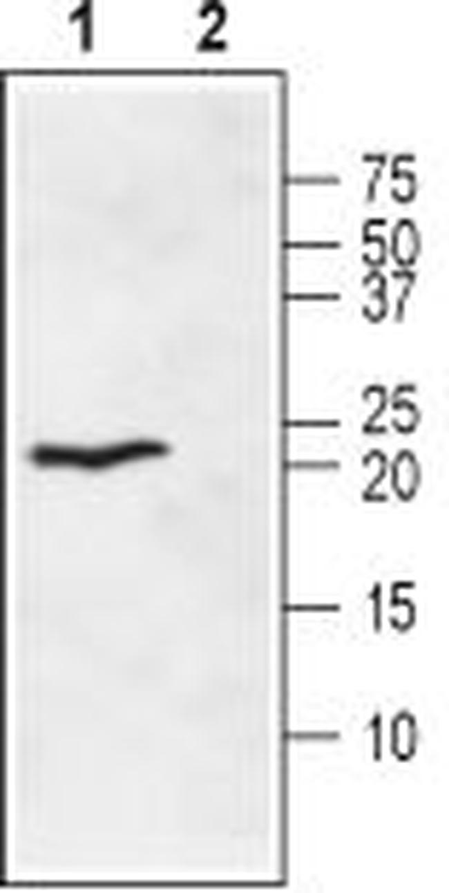 Ephrin-A1 (extracellular) Antibody in Western Blot (WB)