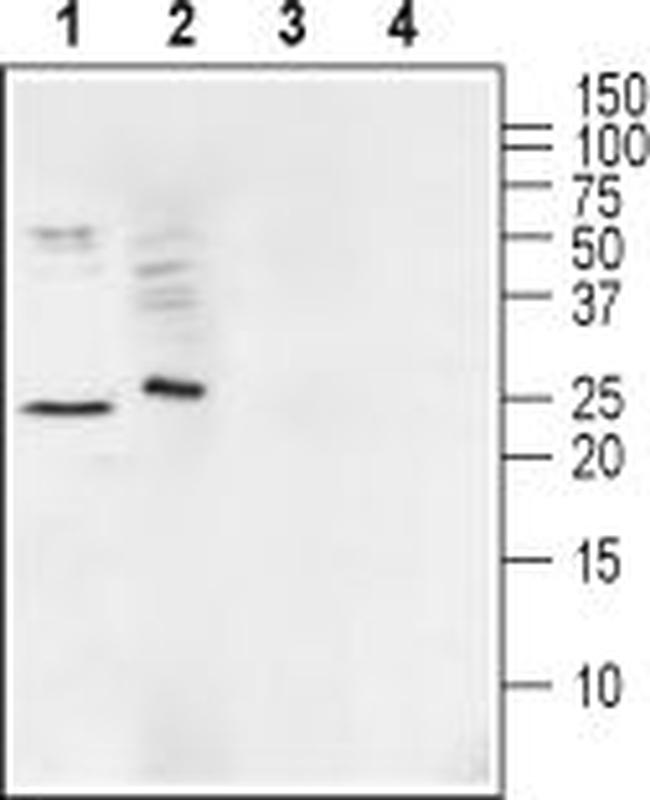 Ephrin-A1 (extracellular) Antibody in Western Blot (WB)