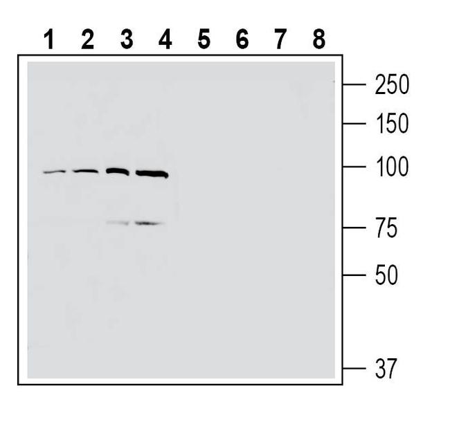 EphA4 (extracellular) Antibody in Western Blot (WB)