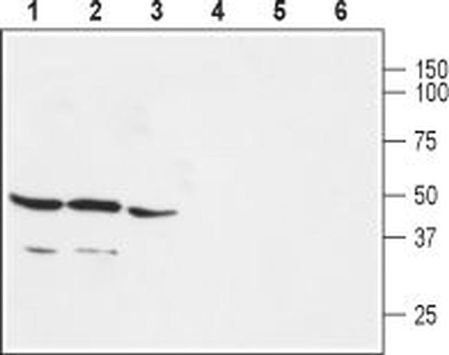GPER (GPR30) Antibody in Western Blot (WB)