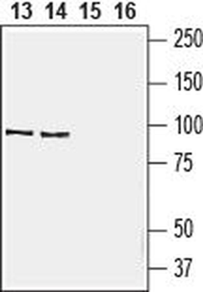 EMR1 (ADGRE1) (extracellular) Antibody in Western Blot (WB)