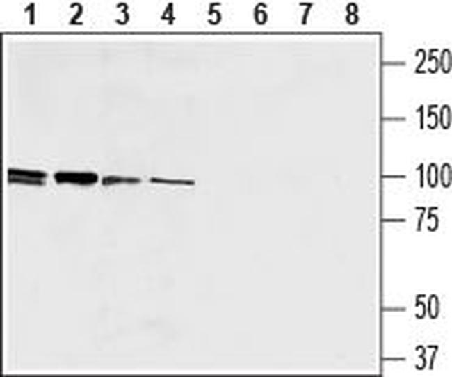 EMR1 (ADGRE1) (extracellular) Antibody in Western Blot (WB)