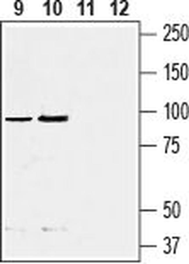 EMR1 (ADGRE1) (extracellular) Antibody in Western Blot (WB)