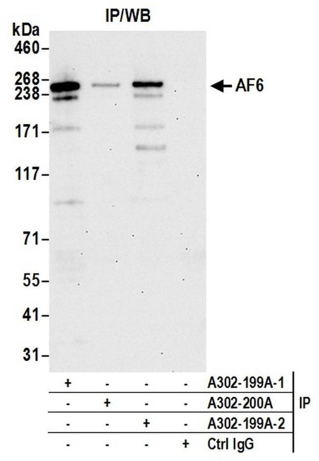 AF6 Antibody in Western Blot (WB)