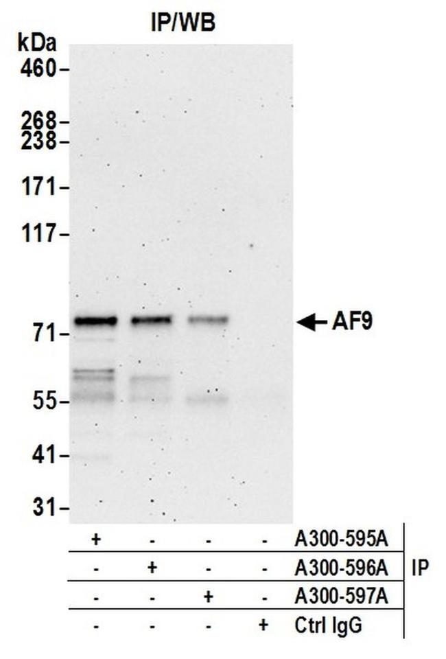 AF9 Antibody in Western Blot (WB)