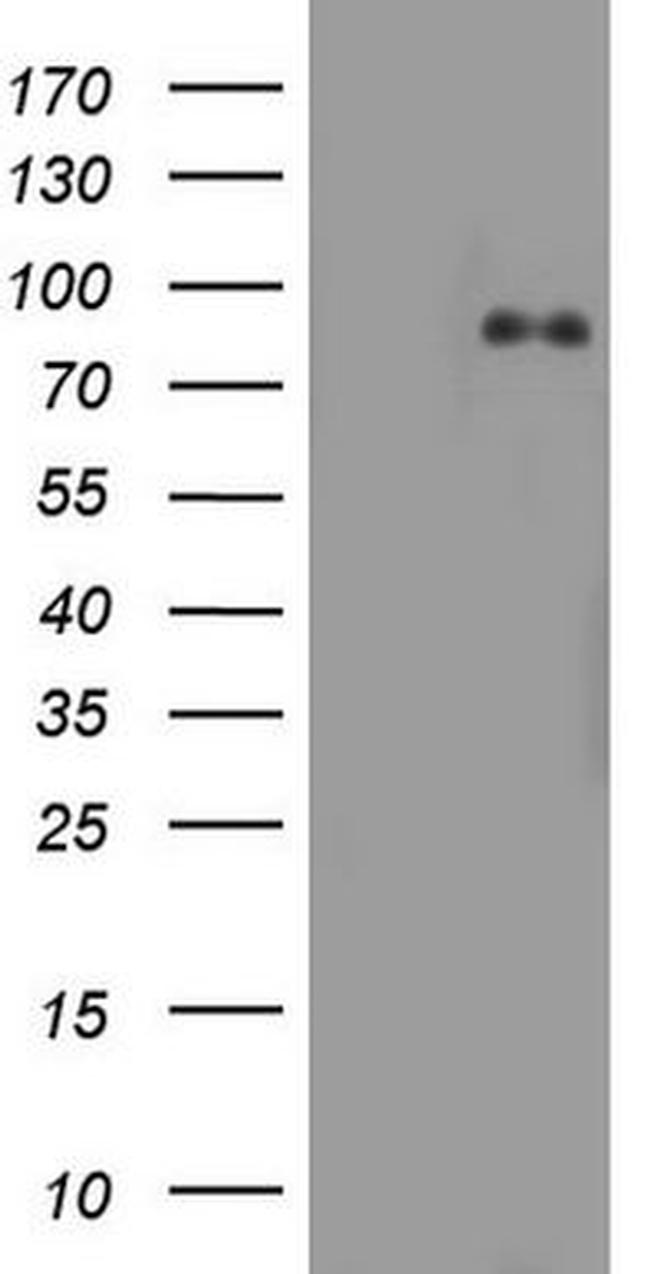 AFAP1 Antibody in Western Blot (WB)