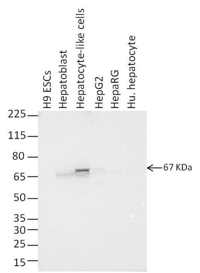 AFP Antibody in Western Blot (WB)