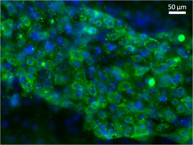 AFP Antibody in Immunocytochemistry (ICC/IF)