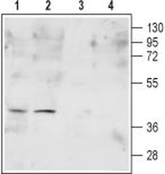 FPR2/ALX (extracellular) Antibody in Western Blot (WB)