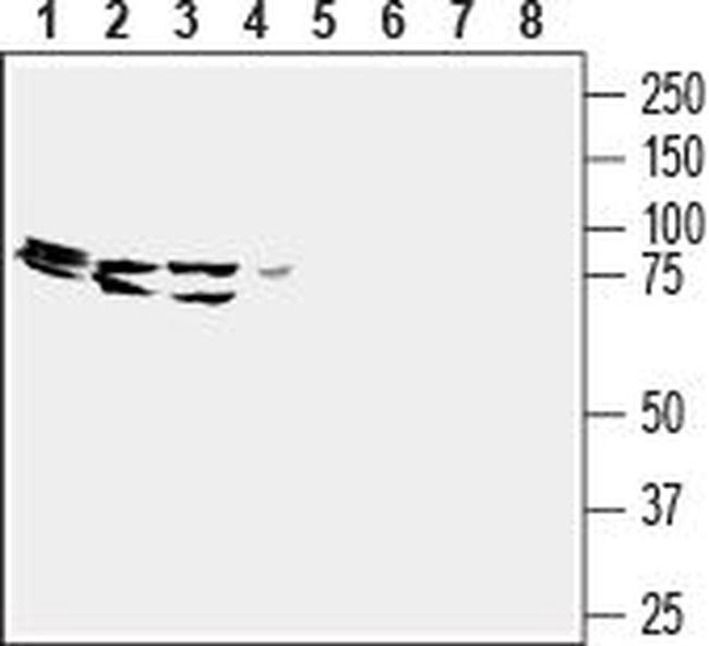 GPR43/FFAR2 (extracellular) Antibody in Western Blot (WB)