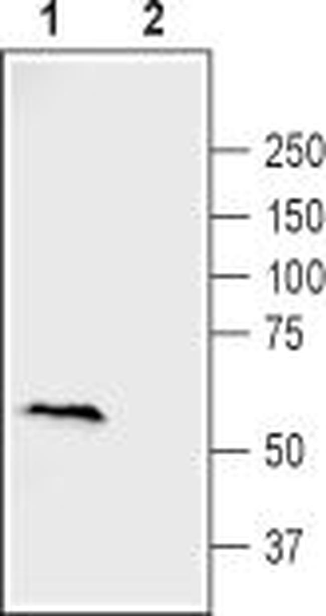 Frizzled-2 (FZD2) (extracellular) Antibody in Western Blot (WB)