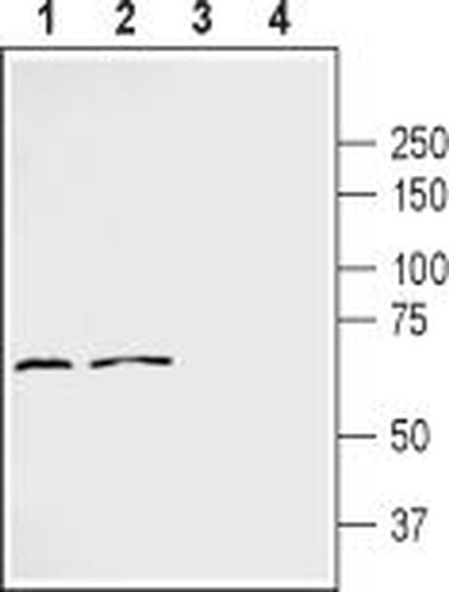 Frizzled-2 (FZD2) (extracellular) Antibody in Western Blot (WB)