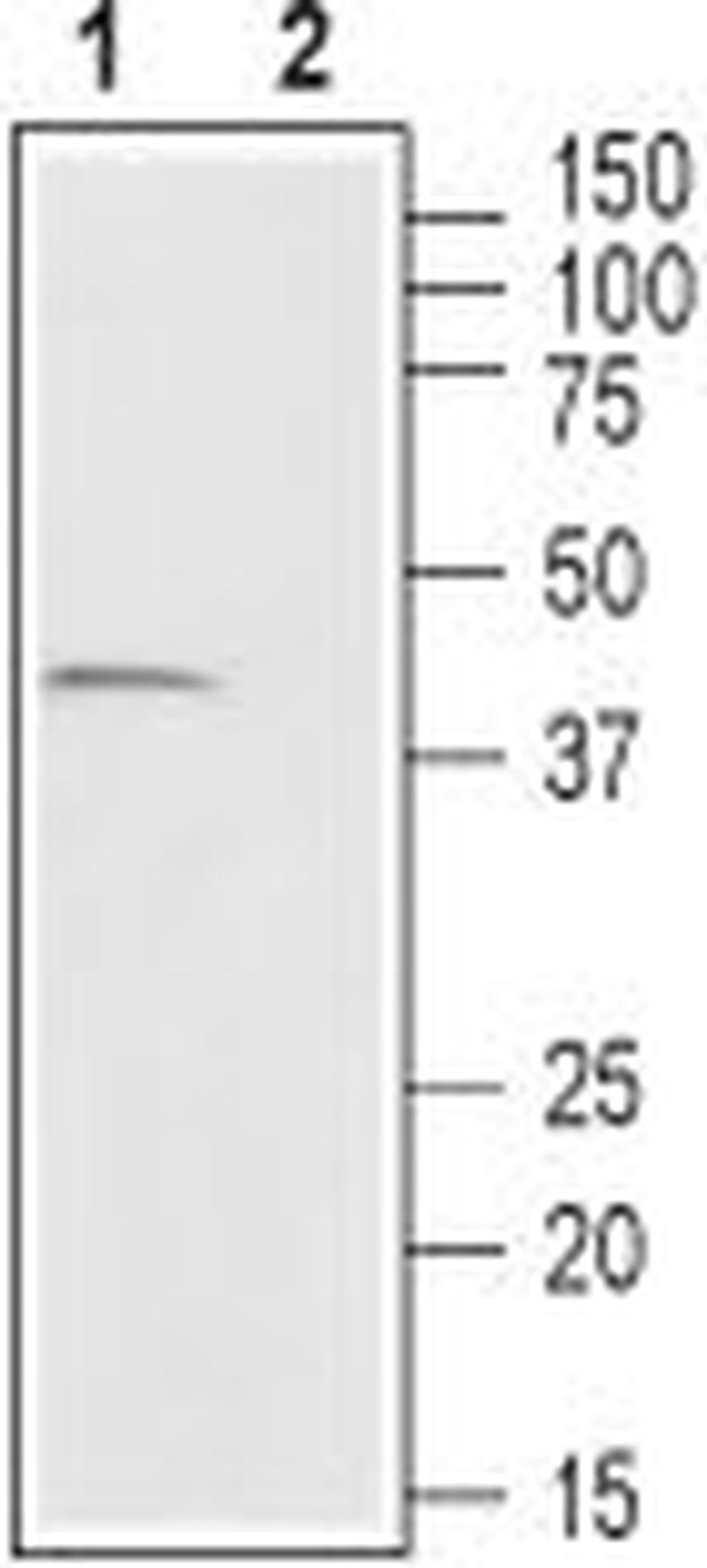 GPR43/FFAR2 Antibody in Western Blot (WB)