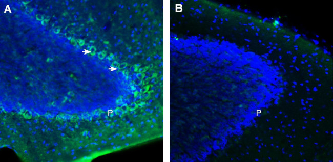 FLRT3 (extracellular) Antibody in Immunohistochemistry (Frozen) (IHC (F))