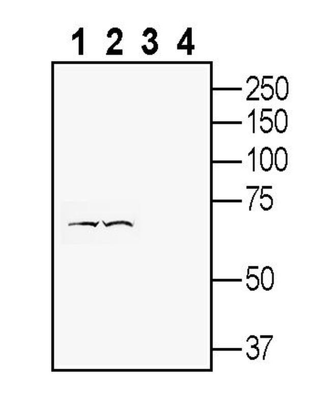 FLRT3 (extracellular) Antibody in Western Blot (WB)