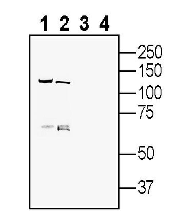 FLRT3 (extracellular) Antibody in Western Blot (WB)