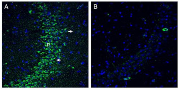 SLC19A1/RFC1 (extracellular) Antibody in Immunohistochemistry (Frozen) (IHC (F))