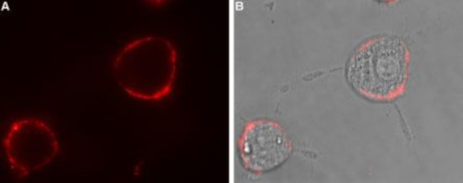 GABA(A) alpha 1 Receptor (extracellular) Antibody in Immunocytochemistry (ICC/IF)