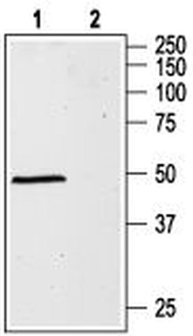 GABA(A) alpha 1 Receptor (extracellular) Antibody in Western Blot (WB)