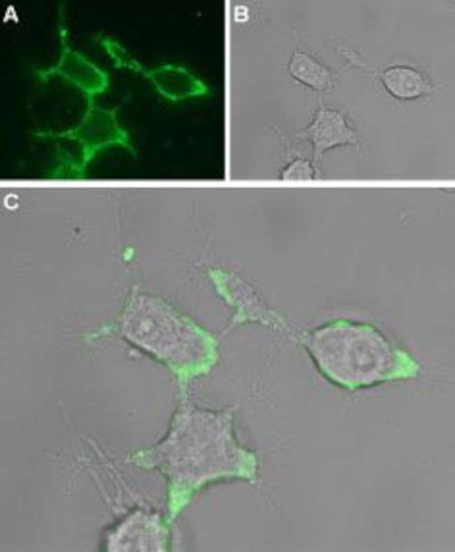 GABA(A) alpha 1 Receptor (extracellular) Antibody in Immunocytochemistry (ICC/IF)