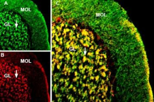 GABA(A) alpha 1 Receptor (extracellular) Antibody in Immunohistochemistry (Frozen) (IHC (F))