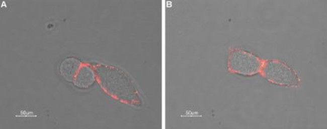 GABA(A) alpha 3 Receptor (extracellular) Antibody in Immunocytochemistry (ICC/IF)