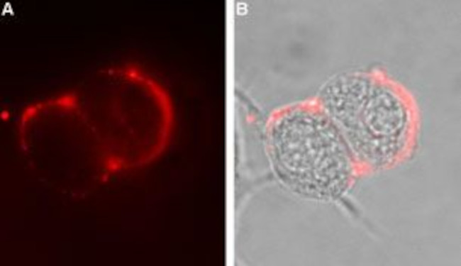 GABA(A) alpha 6 Receptor (extracellular) Antibody in Immunocytochemistry (ICC/IF)