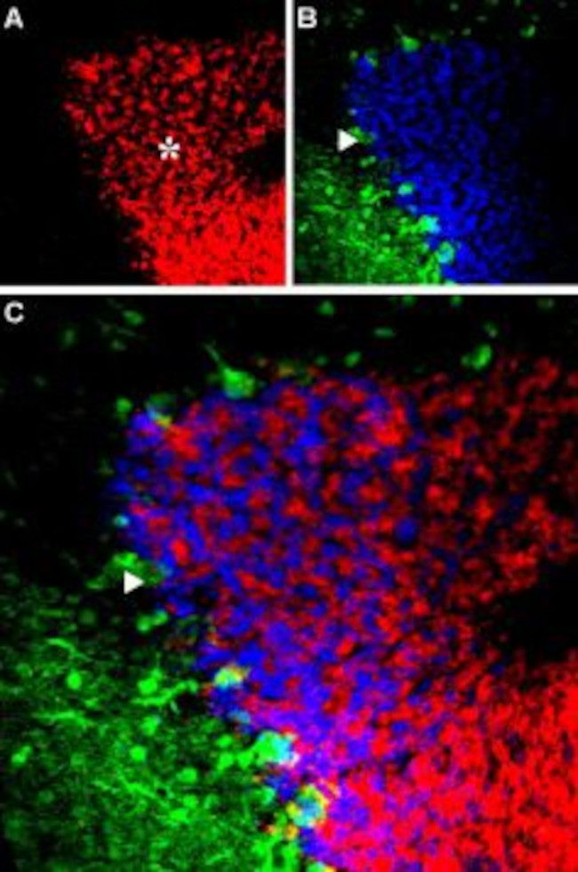 GABA(A) alpha 6 Receptor (extracellular) Antibody in Immunohistochemistry (IHC)