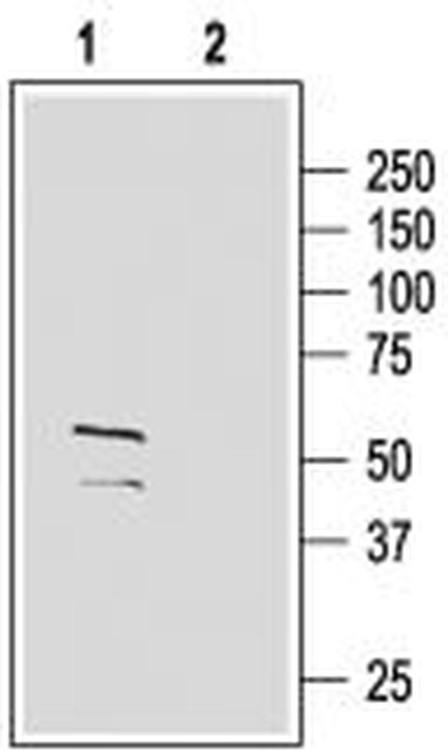 GABA(A) gamma 2 Receptor (extracellular) Antibody in Western Blot (WB)