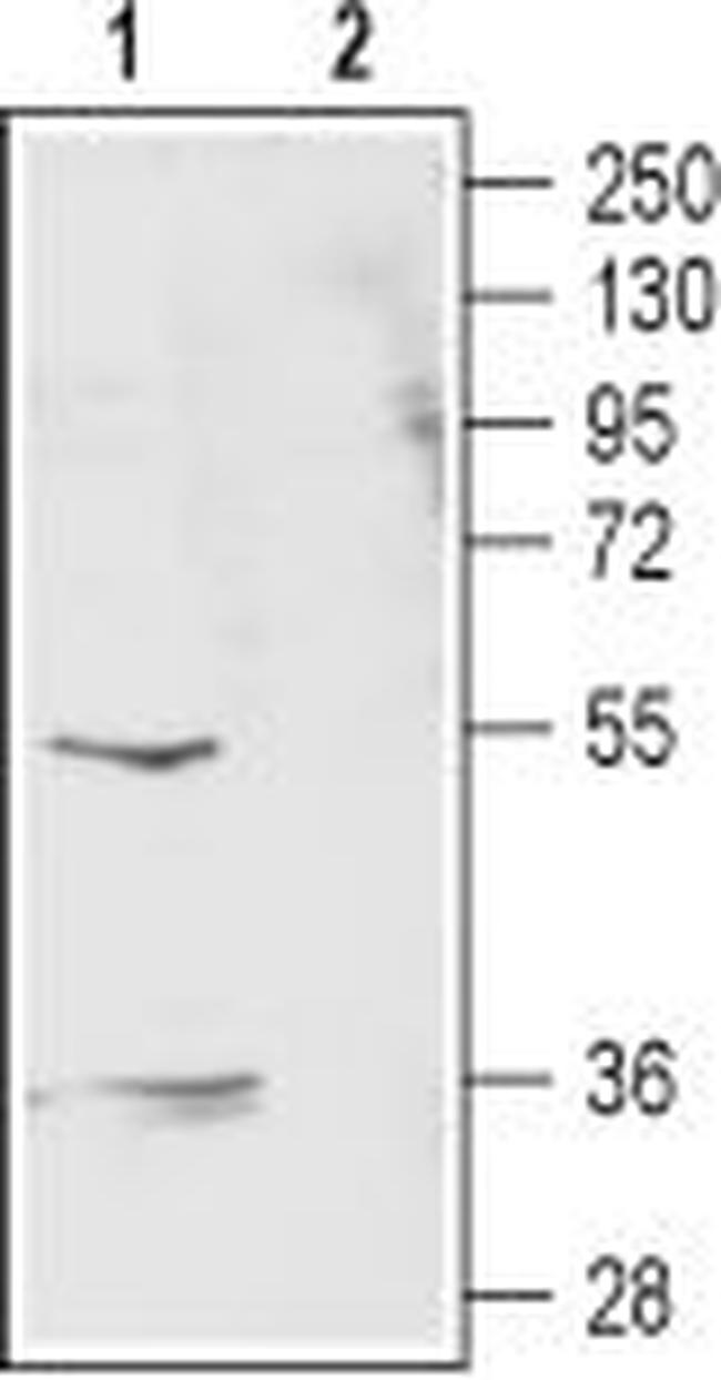 GABA(A) rho 2 Receptor (GABRR2) (extracellular) Antibody in Western Blot (WB)