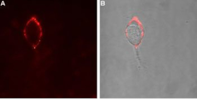 GABA(A) alpha 4 Receptor (extracellular) Antibody in Immunocytochemistry (ICC/IF)