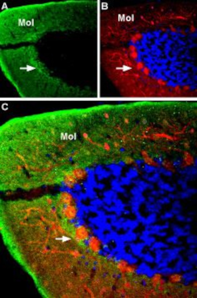 GABA(A) alpha 4 Receptor (extracellular) Antibody in Immunohistochemistry (IHC)