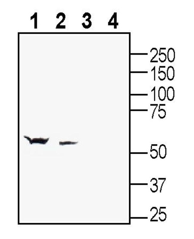 GABA(A) beta 2 Receptor Antibody in Western Blot (WB)