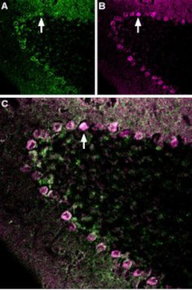 GABA(A) epsilon Receptor (GABRE) (extracellular) Antibody in Immunohistochemistry (Frozen) (IHC (F))