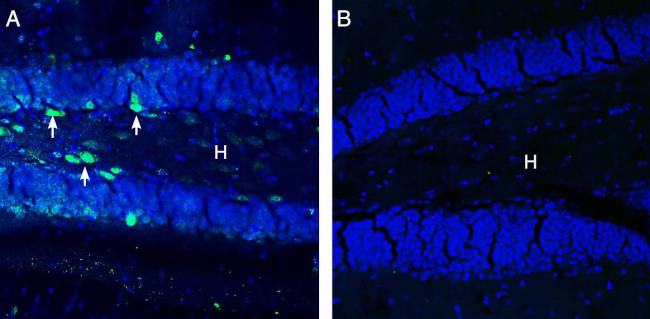 GABA(A) pi Receptor (extracellular) Antibody in Immunohistochemistry (Frozen) (IHC (F))