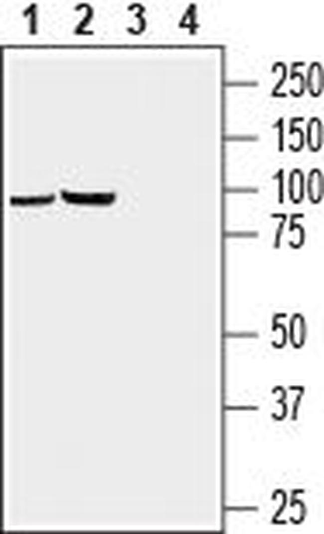 GABA(A) pi Receptor (extracellular) Antibody in Western Blot (WB)