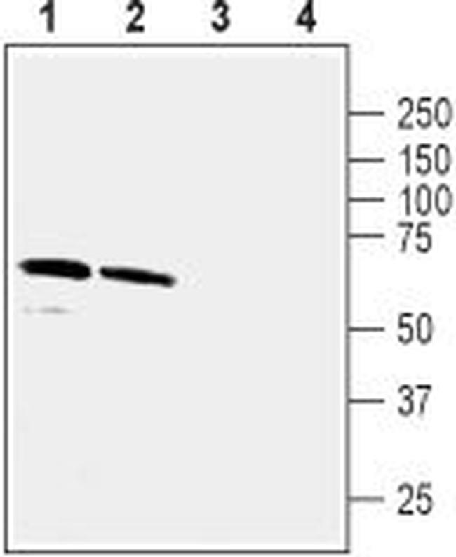 GABA(A) alpha 5 Receptor Antibody in Western Blot (WB)