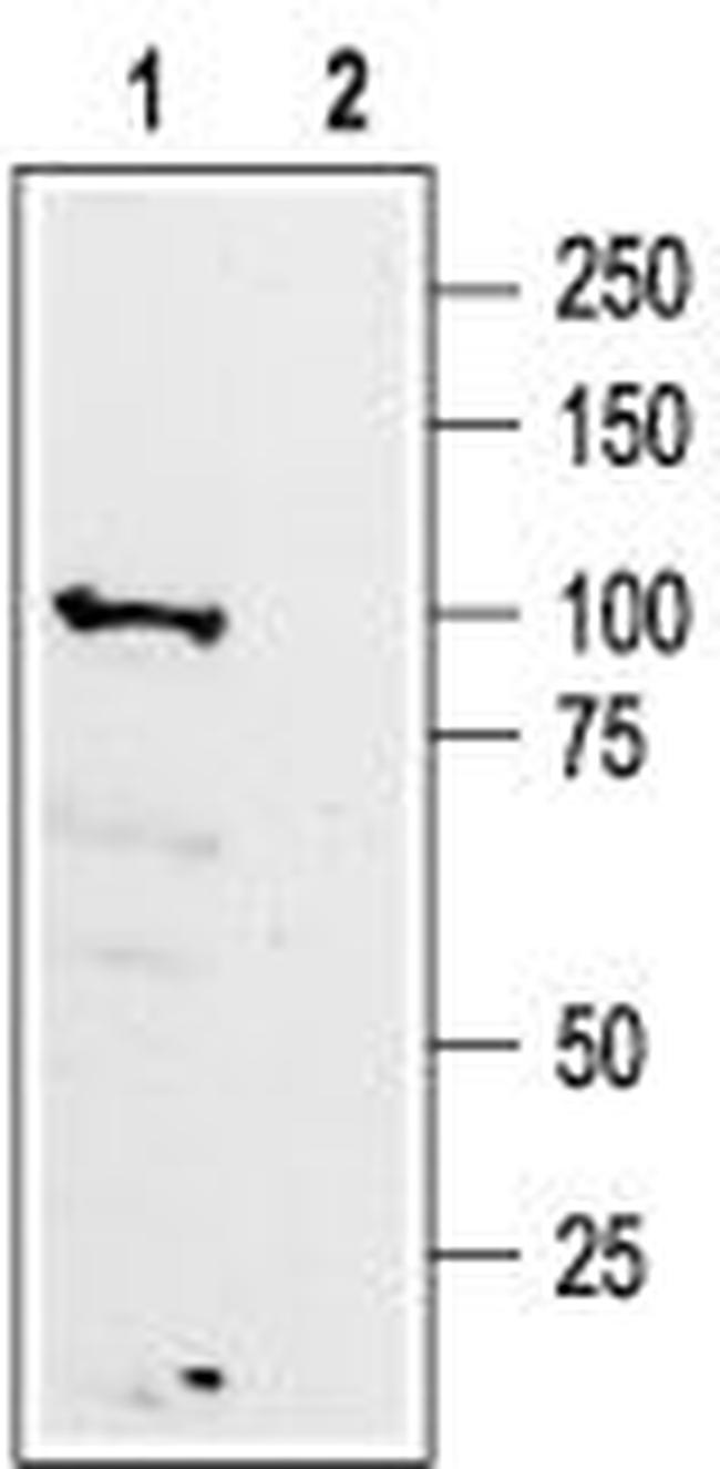 GABA(B) R1 (extracellular) Antibody in Western Blot (WB)