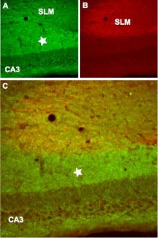 GABA(B) R2 Antibody in Immunohistochemistry (Frozen) (IHC (F))