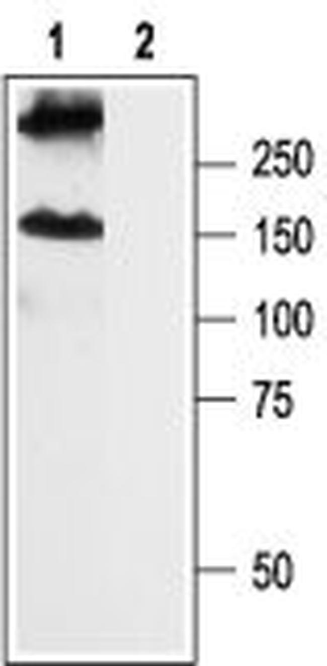 GABA(B) R2 Antibody in Western Blot (WB)