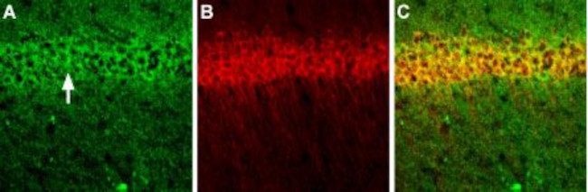 NMDAR1 (GluN1) (extracellular) Antibody in Immunohistochemistry (Frozen) (IHC (F))