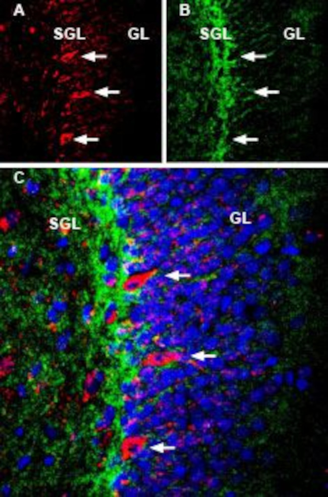 NMDAR1 (GluN1) (extracellular) Antibody in Immunohistochemistry (Frozen) (IHC (F))