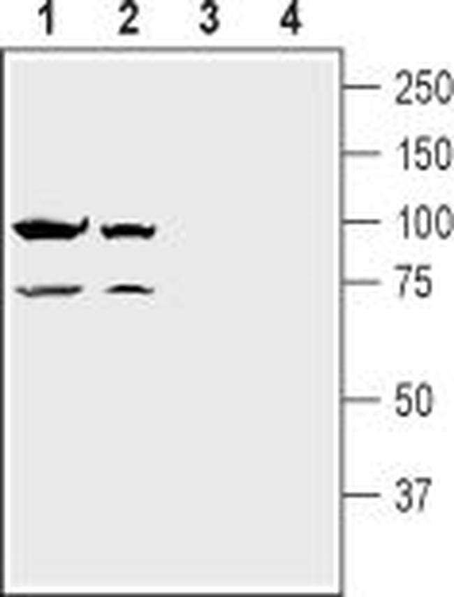 NMDAR1 (GluN1) (extracellular) Antibody in Western Blot (WB)