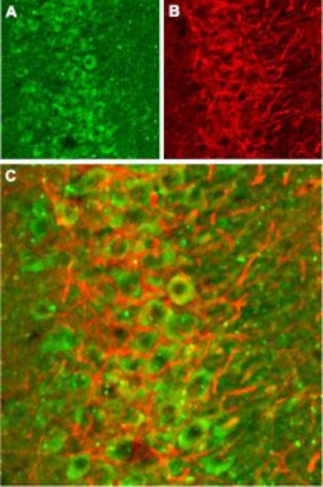 NMDAR2B (GluN2B) (extracellular) Antibody in Immunohistochemistry (Frozen) (IHC (F))