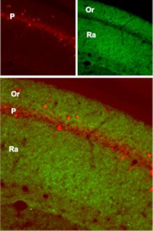 GluR1 (GluA1) (extracellular) Antibody in Immunohistochemistry (IHC)