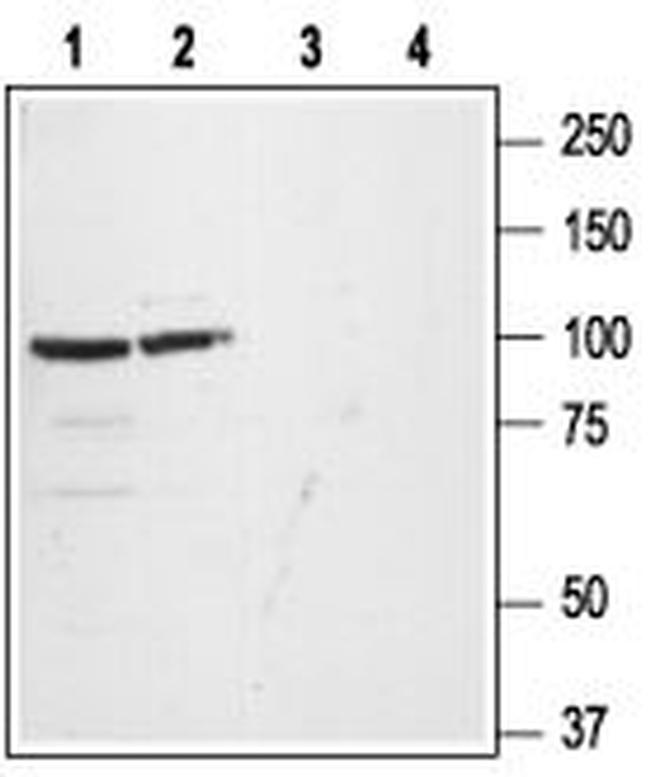 GluR1 (GluA1) (extracellular) Antibody in Western Blot (WB)