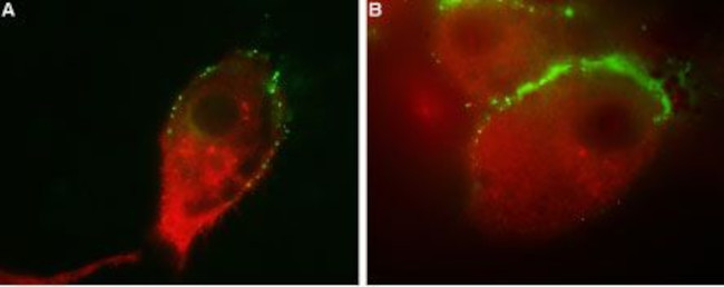 GluR1 (GluA1) (extracellular) Antibody in Immunocytochemistry (ICC/IF)