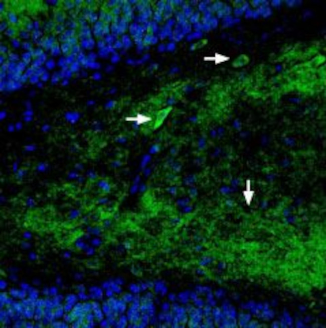 GluR1 (GluA1) (extracellular) Antibody in Immunohistochemistry (Frozen) (IHC (F))