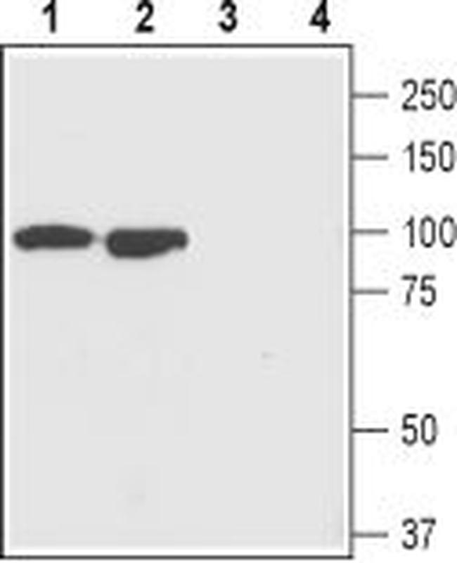 GluR1 (GluA1) (extracellular) Antibody in Western Blot (WB)