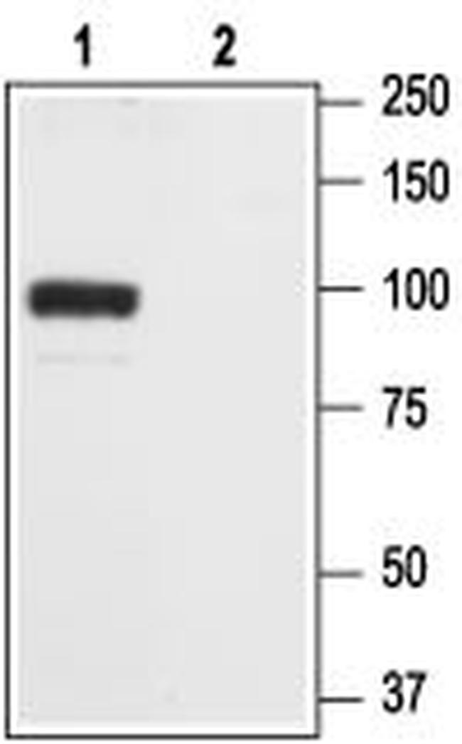 GluR2 (GluA2) (extracellular) Antibody in Western Blot (WB)